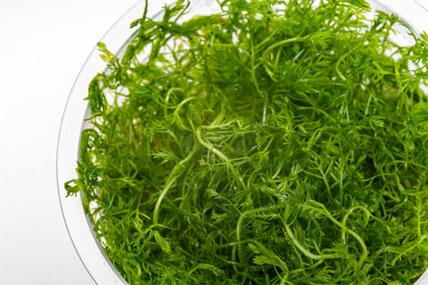 Hottonia Palustris Tissue Culture Aquarium Plant for Planted Tank