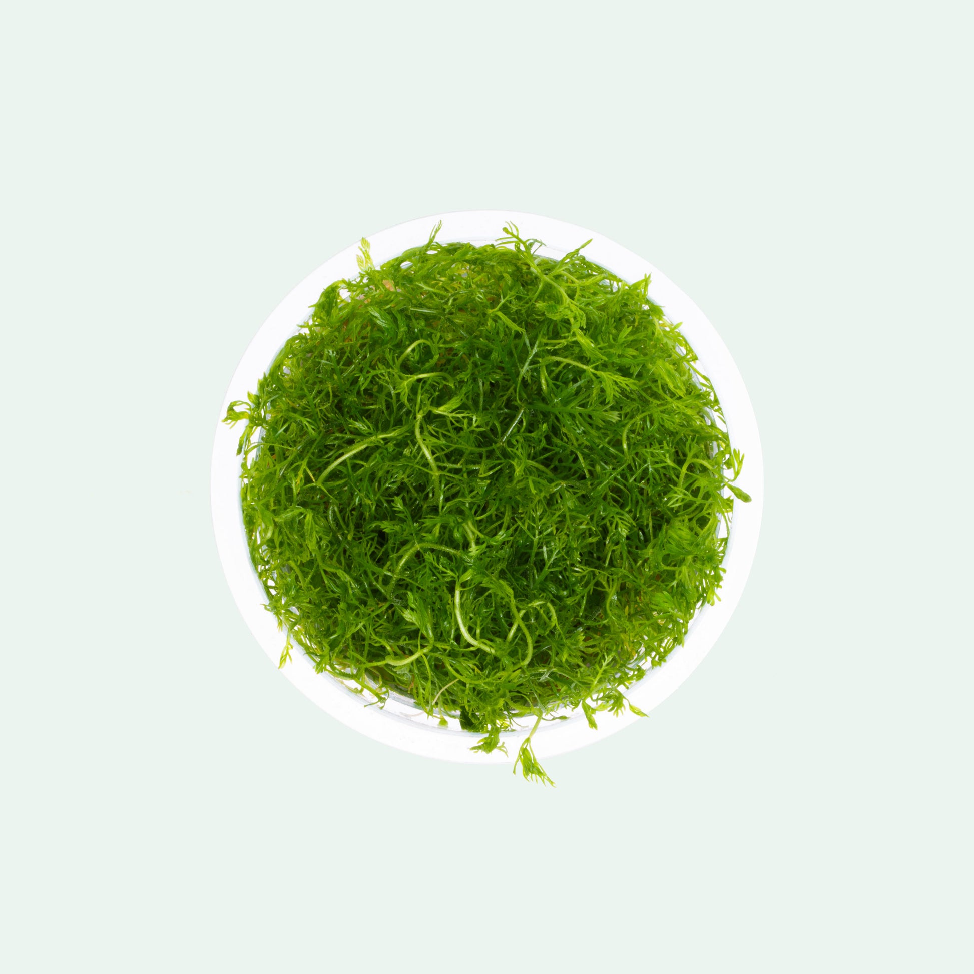 Hottonia Palustris Tissue Culture Aquarium Plant for Planted Tank