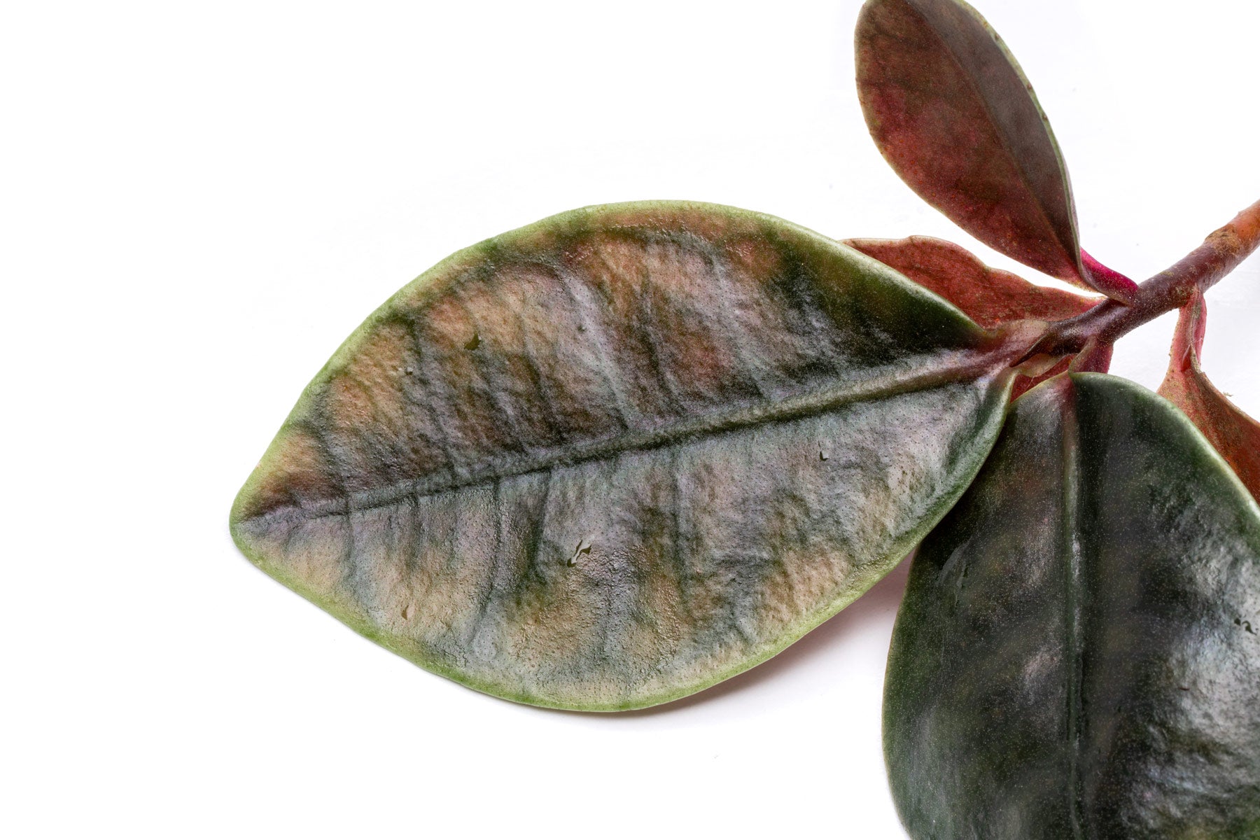 Ardisia Tricolor Rare Terrarium Vivarium House Plant