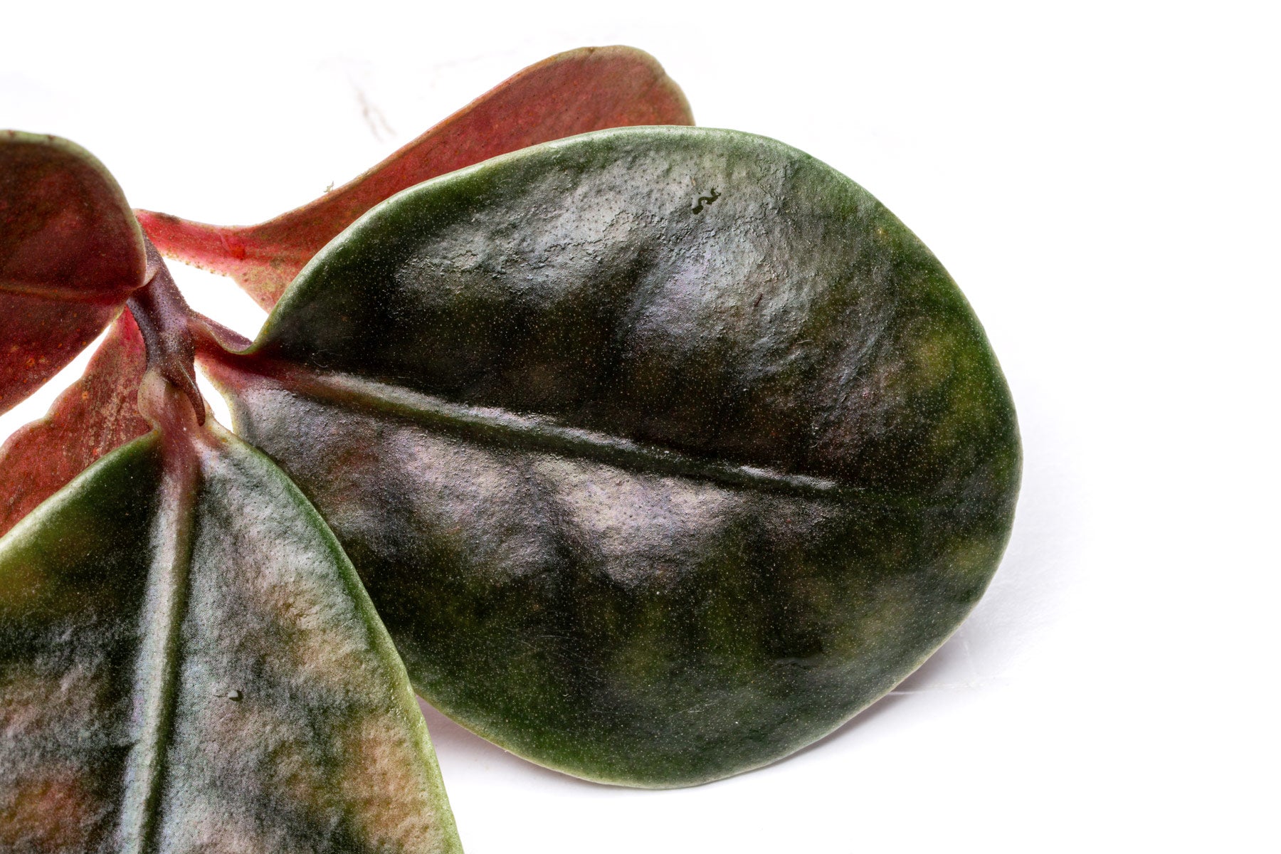 Ardisia Tricolor Rare Terrarium Vivarium House Plant