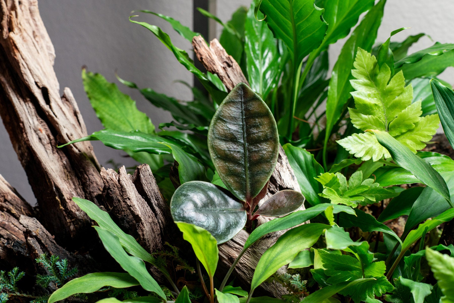 Ardisia Tricolor Rare Terrarium Vivarium House Plant