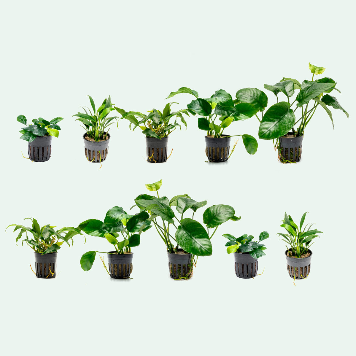 Assorted Anubias Bundle - Glass Aqua