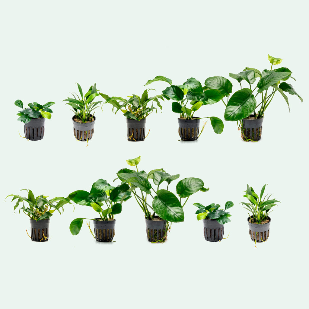 Assorted Anubias Bundle - Glass Aqua