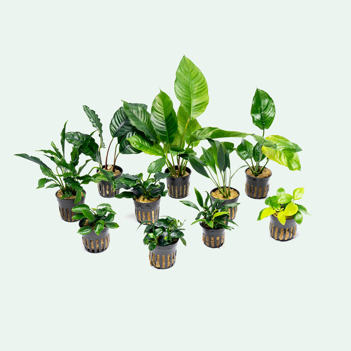 Assorted Anubias Bundle - Glass Aqua
