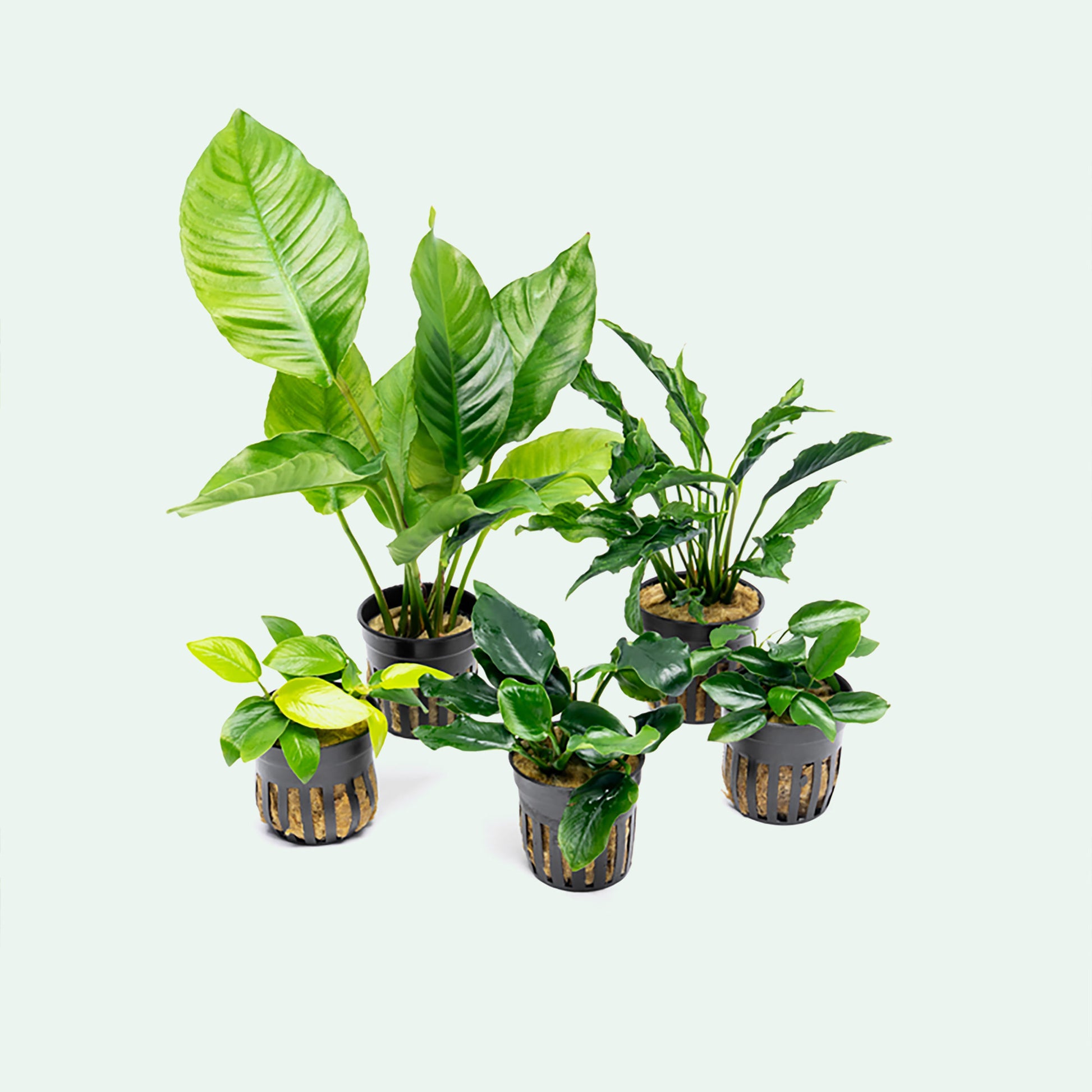Assorted Anubias Bundle - Glass Aqua