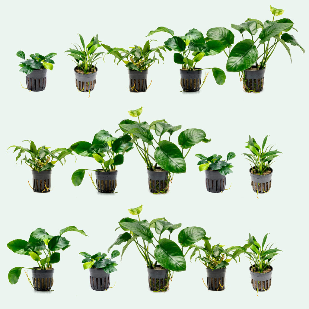 Assorted Anubias Bundle - Glass Aqua