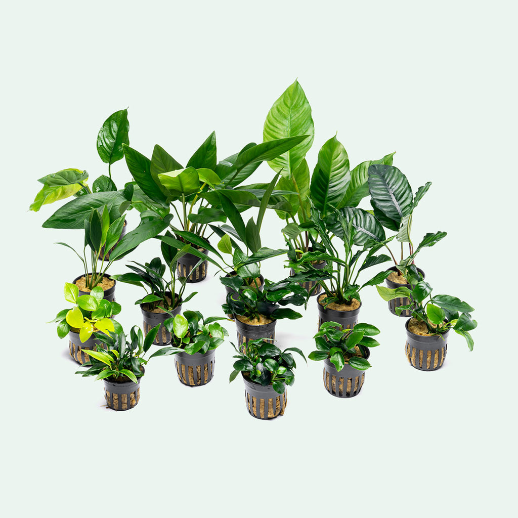 Assorted Anubias Bundle - Glass Aqua