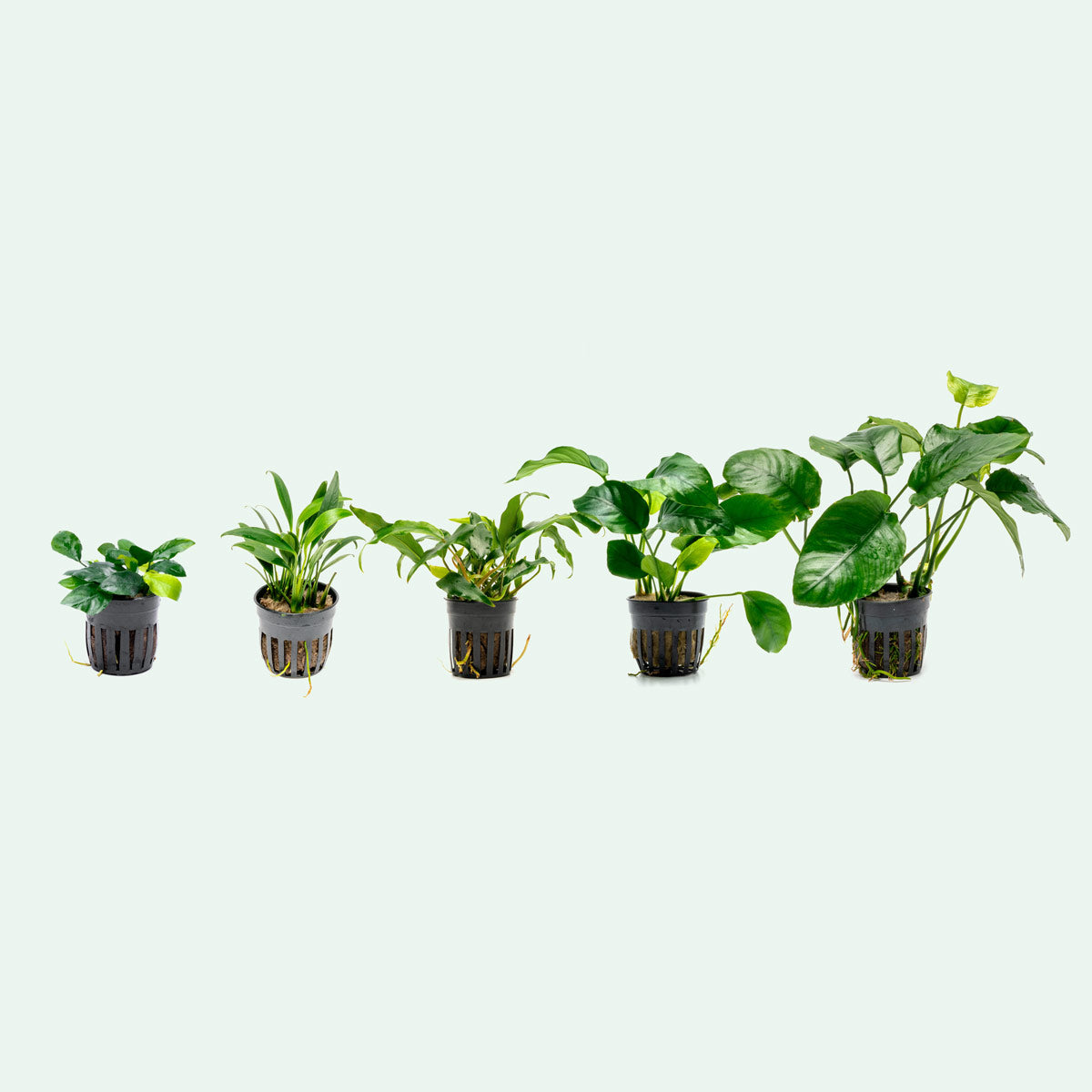Assorted Anubias Bundle - Glass Aqua