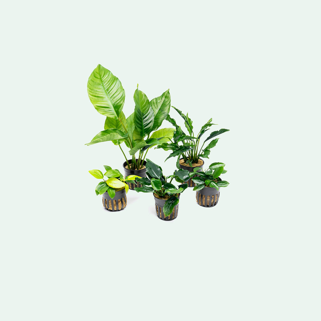Assorted Anubias Bundle - Glass Aqua