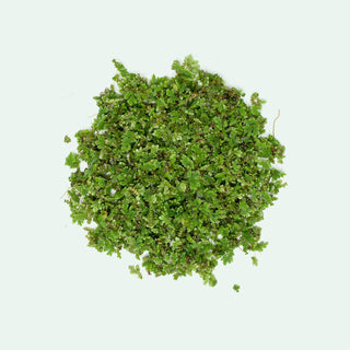 Azolla - Mosquito Fern Floating Plant | Glass Aqua