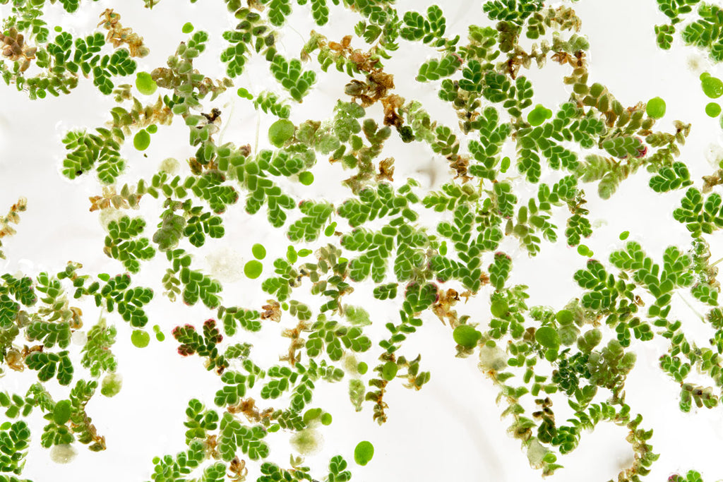 Azolla - Mosquito Fern Floating Plant | Glass Aqua