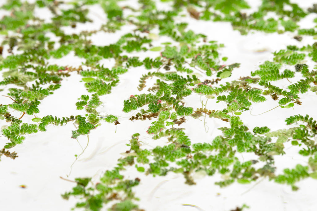 Azolla - Mosquito Fern Floating Plant | Glass Aqua