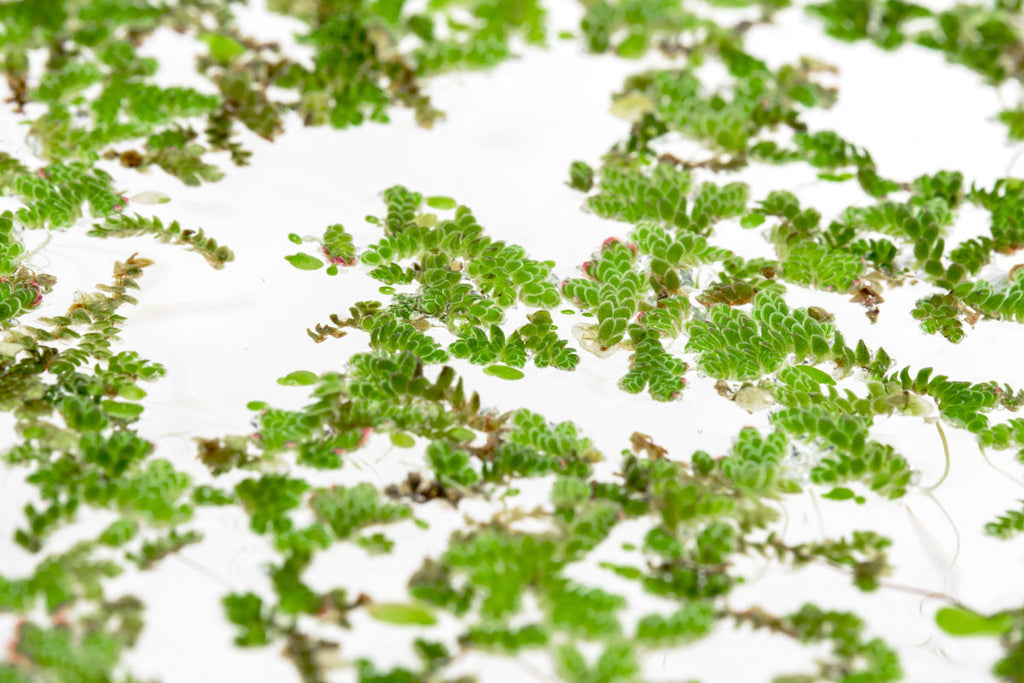 Azolla - Mosquito Fern Floating Plant | Glass Aqua