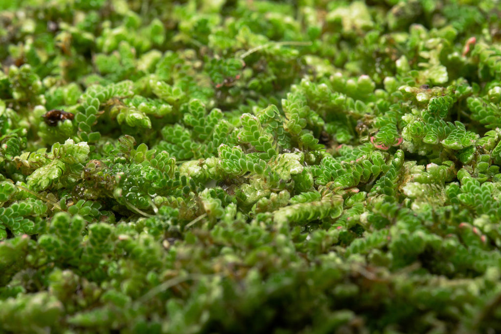 Azolla - Mosquito Fern Floating Plant | Glass Aqua