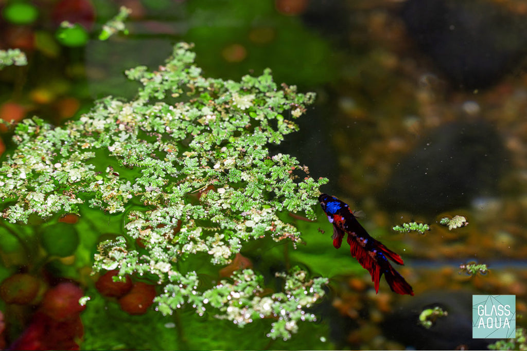 Azolla - Mosquito Fern Floating Plant | Glass Aqua