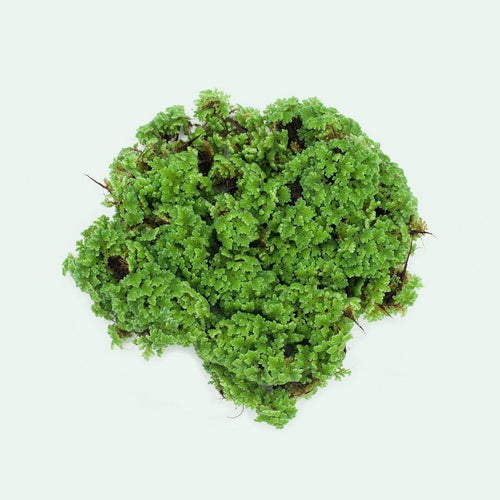 Azolla - Mosquito Fern Floating Plant | Glass Aqua