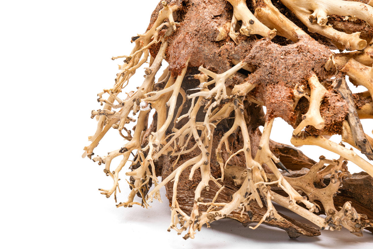 Ultum Nature Systems UNS Bonsai Tree Driftwood Aquarium Hardscape Wood  001