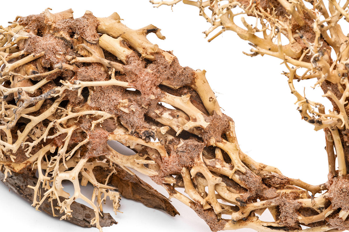 Ultum Nature Systems UNS Bonsai Tree Driftwood Aquarium Hardscape Wood  001