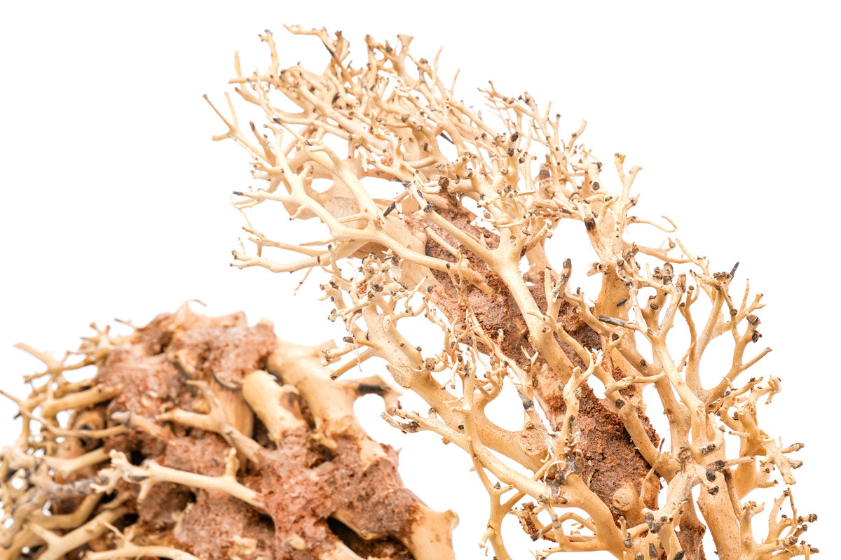 Ultum Nature Systems UNS Bonsai Tree Driftwood Aquarium Hardscape Wood  001