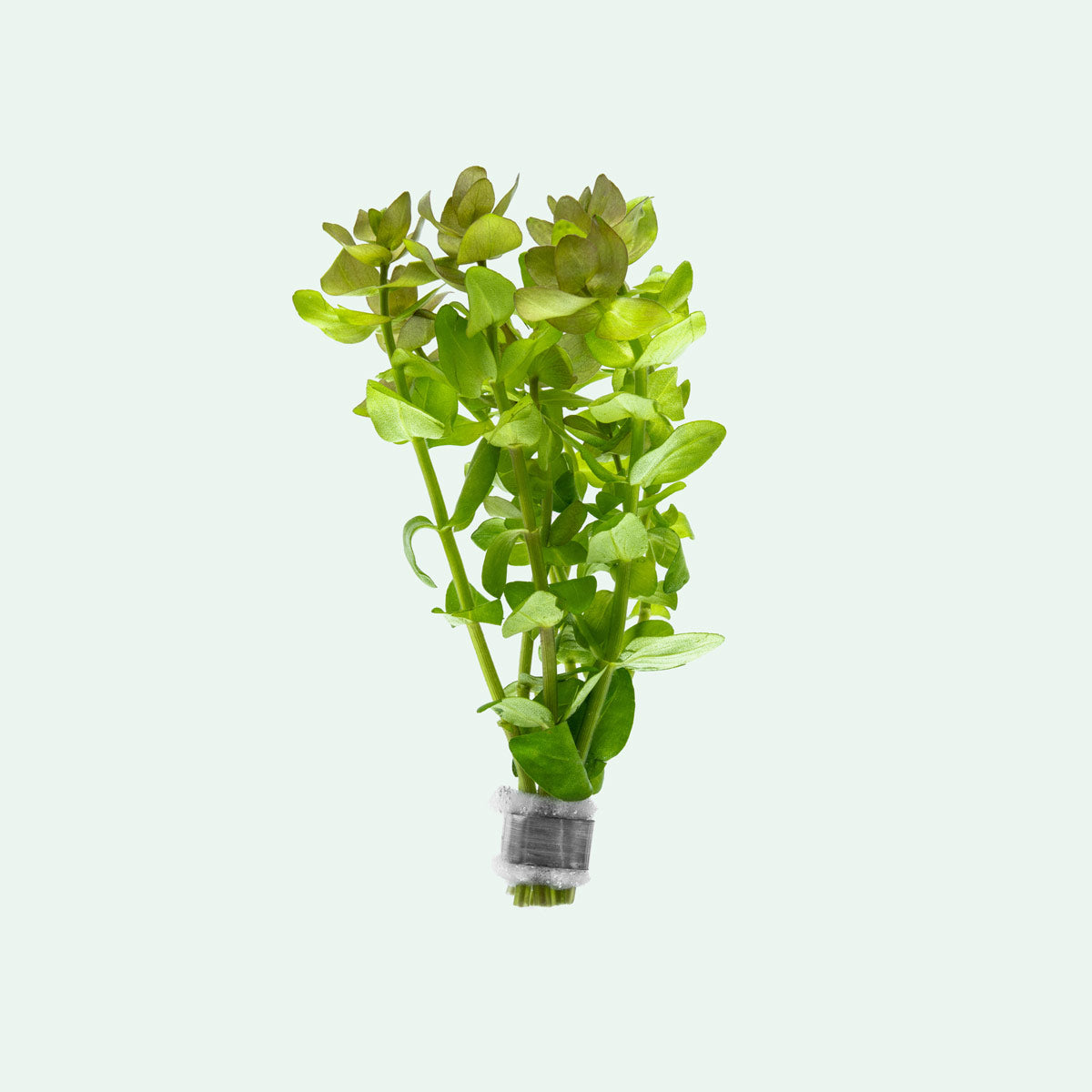 Bacopa Caroliniana - Glass Aqua