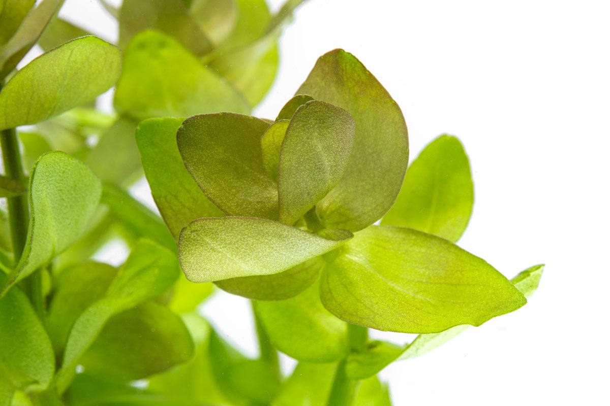 Bacopa Caroliniana - Glass Aqua