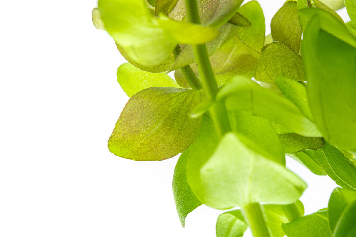 Bacopa Caroliniana - Glass Aqua