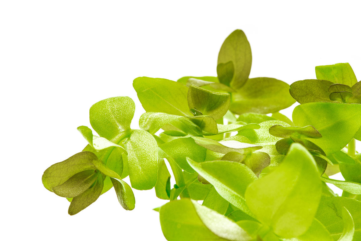 Bacopa Caroliniana - Glass Aqua