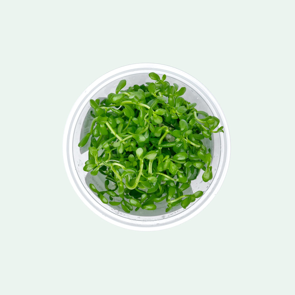 Bacopa Monnieri