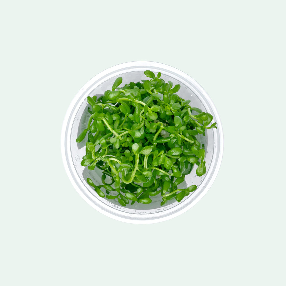 Bacopa Monnieri
