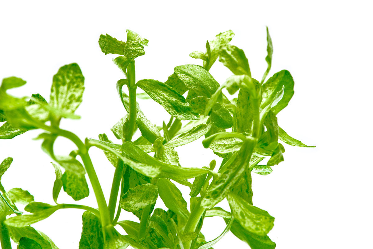 Bacopa Monnieri Variegatus - Glass Aqua