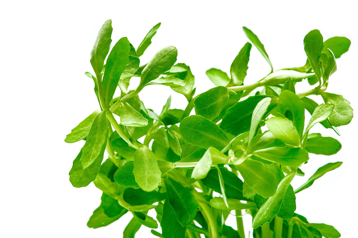 Bacopa Monnieri - Glass Aqua
