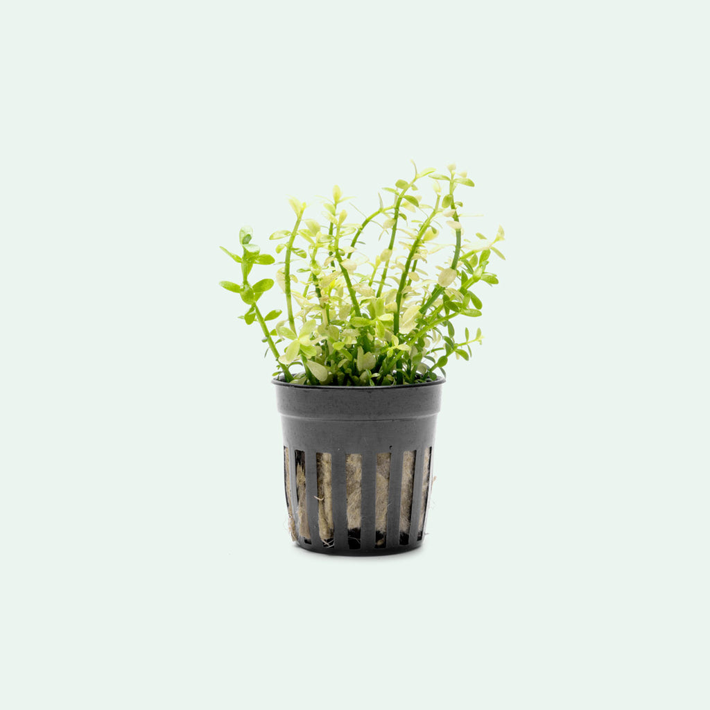 Bacopa Monnieri Platinum Live Aquatic Plant | Stem Plants - Glass Aqua