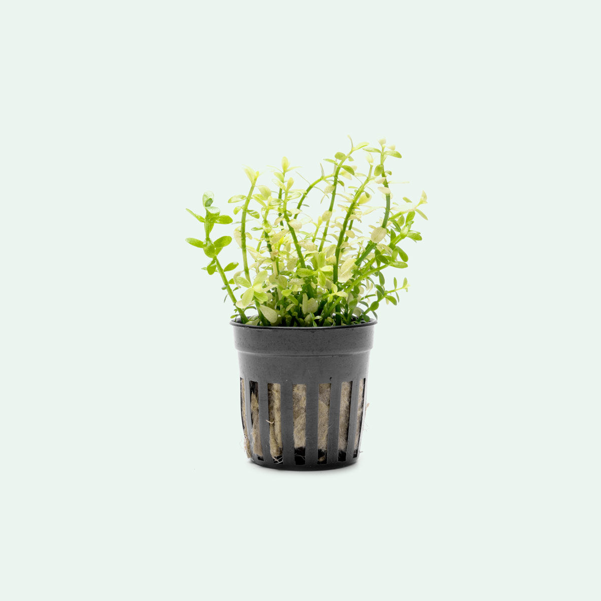 Bacopa Monnieri Platinum Live Aquatic Plant | Stem Plants - Glass Aqua