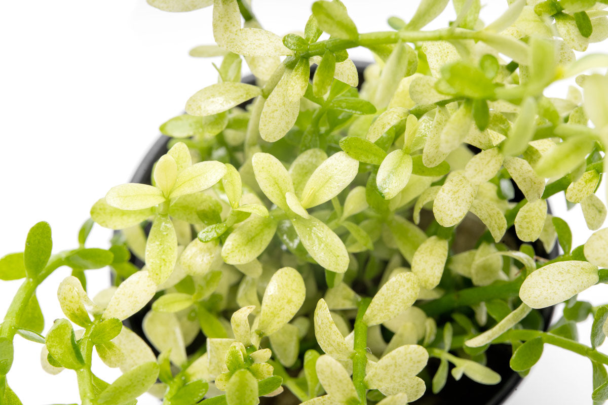 Bacopa Monnieri Platinum Live Aquatic Plant | Stem Plants - Glass Aqua
