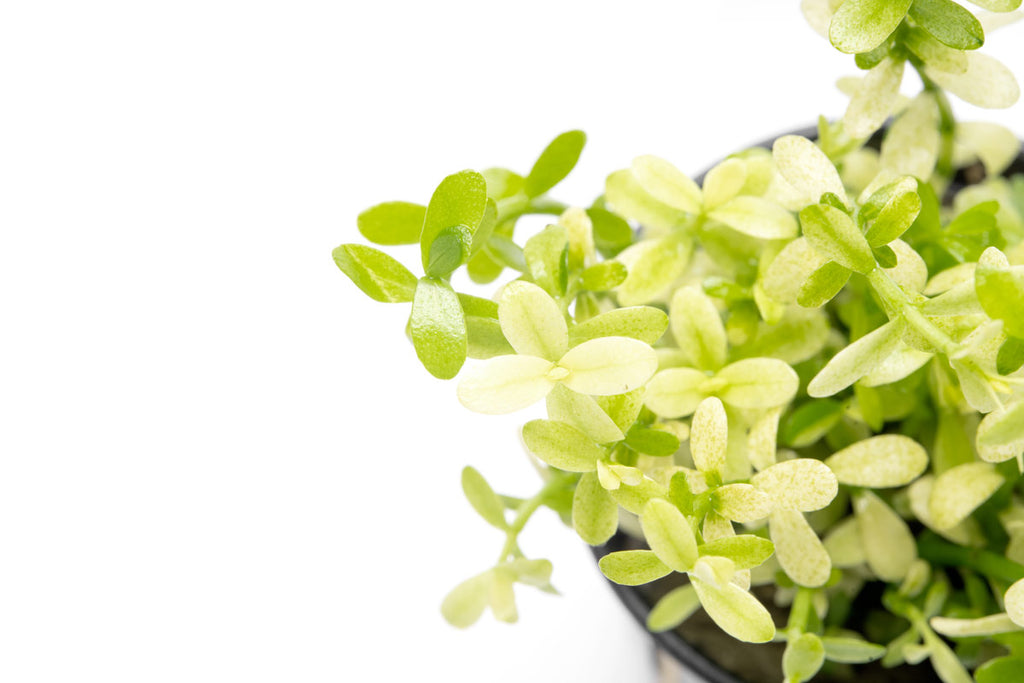 Bacopa Monnieri Platinum Live Aquatic Plant | Stem Plants - Glass Aqua