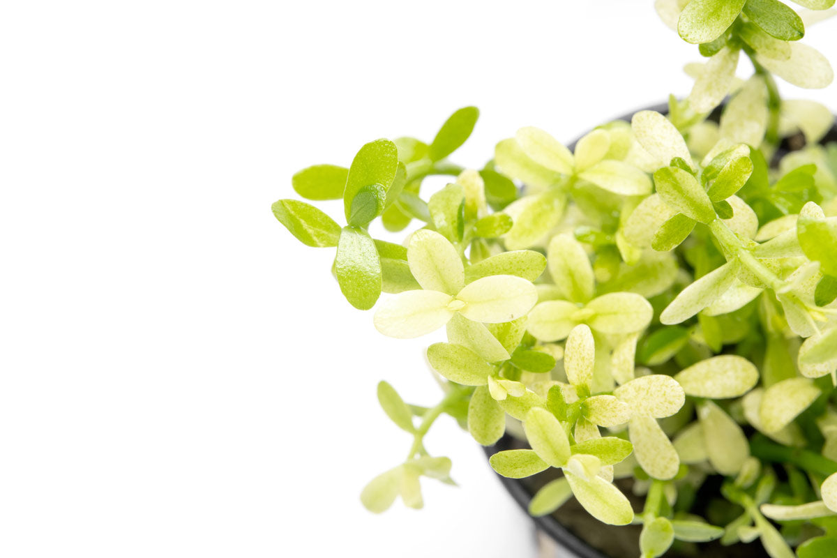 Bacopa Monnieri Platinum Live Aquatic Plant | Stem Plants - Glass Aqua