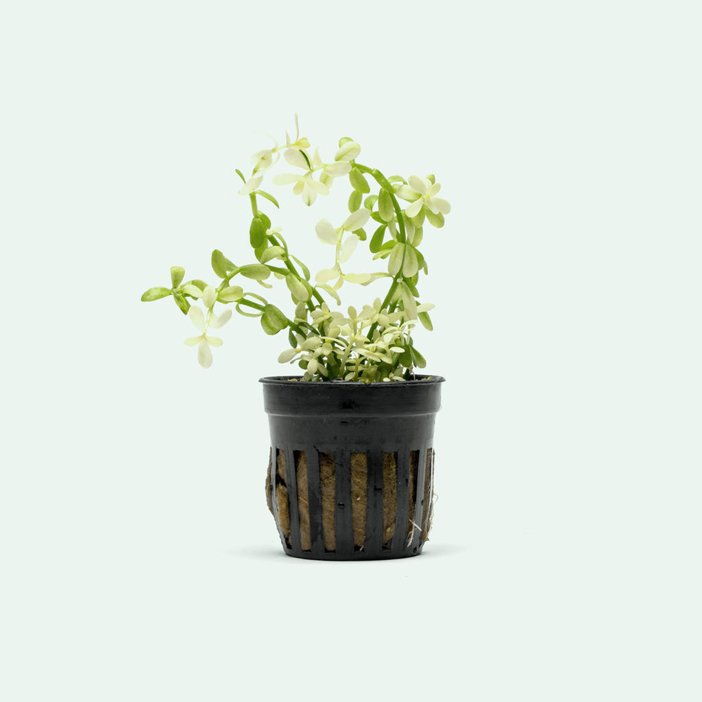 Bacopa Monnieri Platinum Live Aquatic Plant | Stem Plants - Glass Aqua