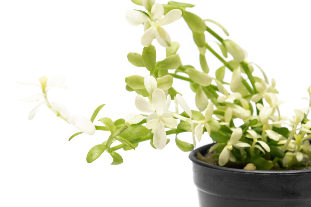 Bacopa Monnieri Platinum Live Aquatic Plant | Stem Plants - Glass Aqua