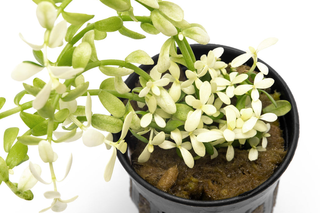 Bacopa Monnieri Platinum Live Aquatic Plant | Stem Plants - Glass Aqua
