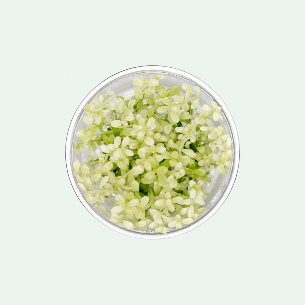 Bacopa Monnieri Platinum Live Aquatic Plant | Stem Plants - Glass Aqua
