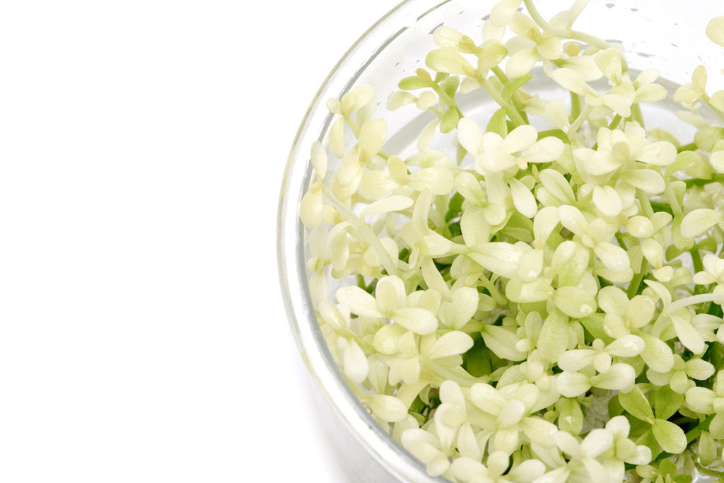 Bacopa Monnieri Platinum Live Aquatic Plant | Stem Plants - Glass Aqua
