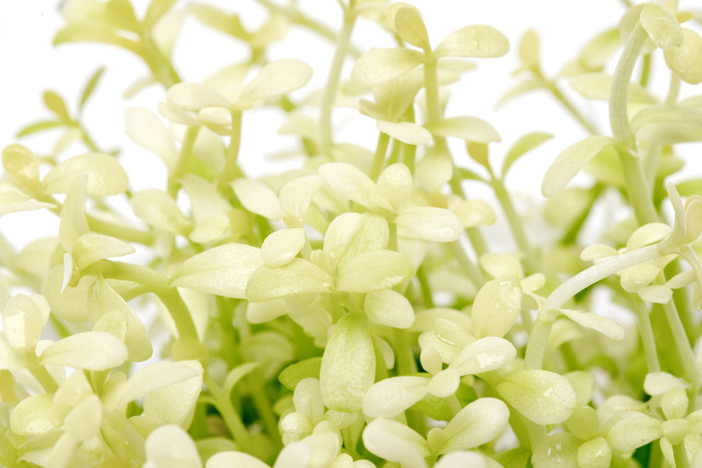 Bacopa Monnieri Platinum Live Aquatic Plant | Stem Plants - Glass Aqua