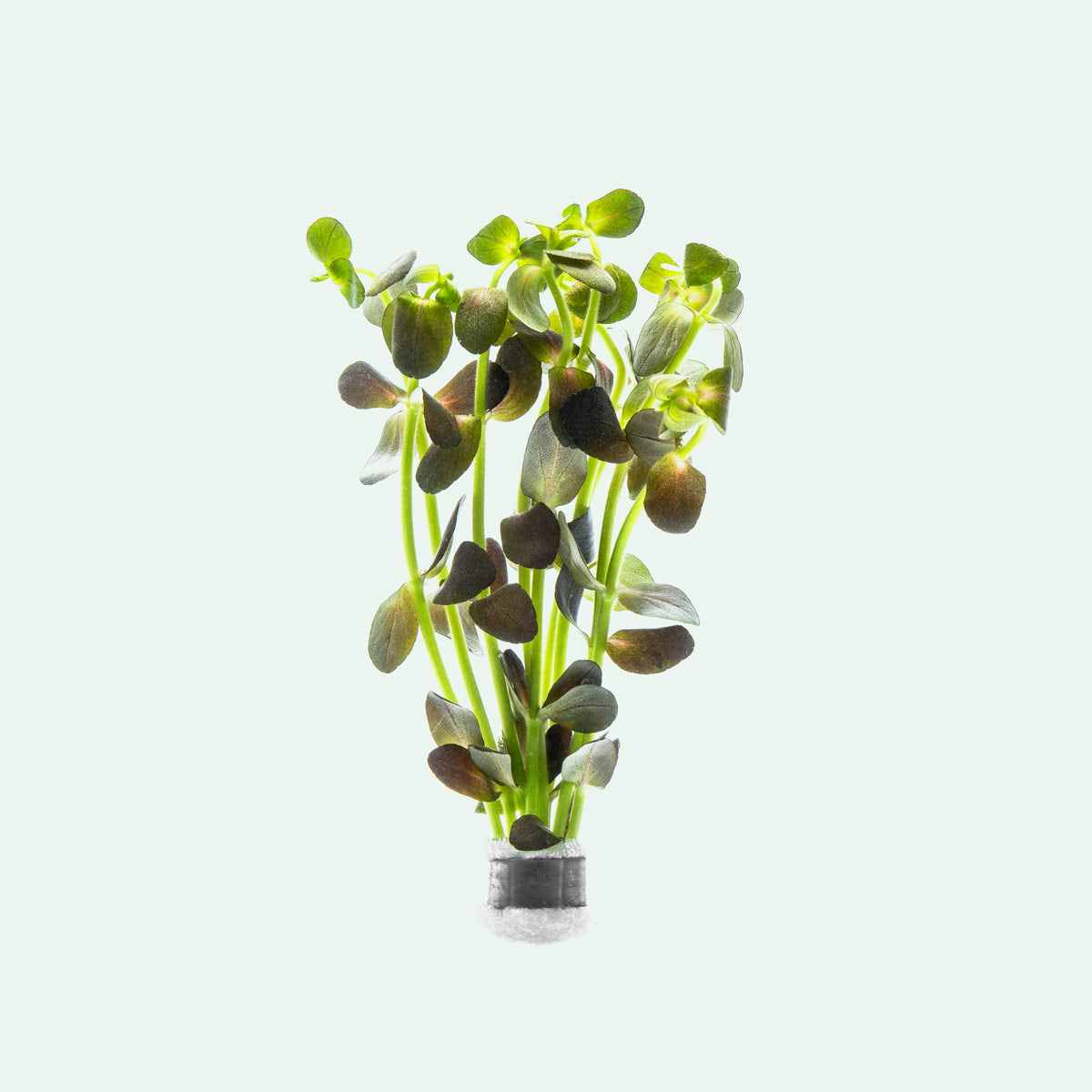 Bacopa Salzmannii Live Aquarium Plants | Glass Aqua
