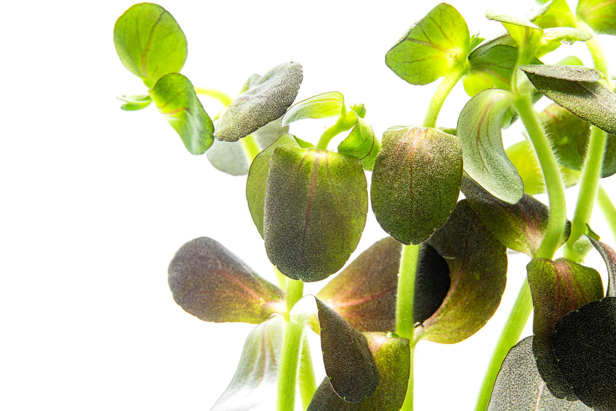 Bacopa Salzmannii Live Aquarium Plants | Glass Aqua