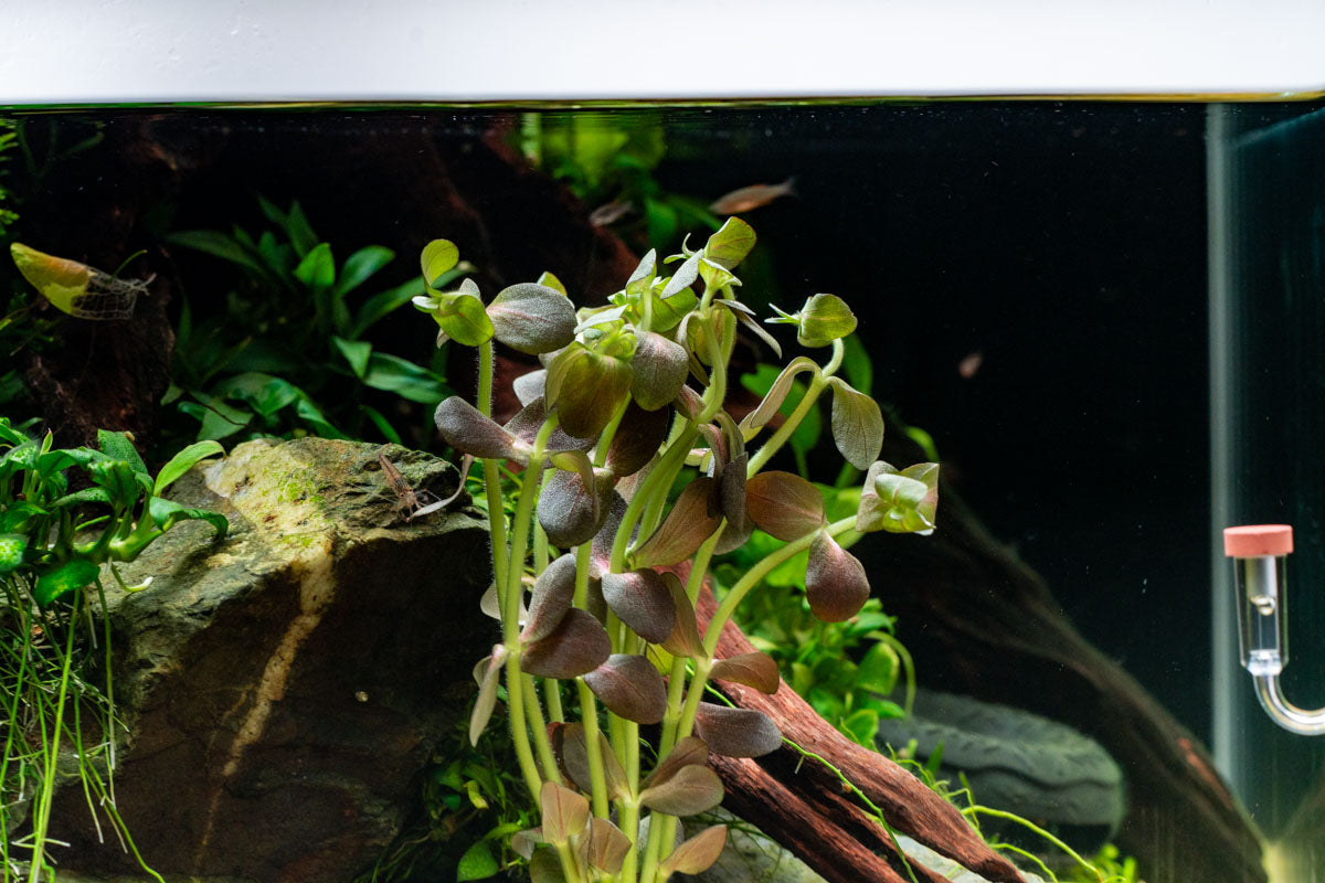 Bacopa Salzmannii Purple