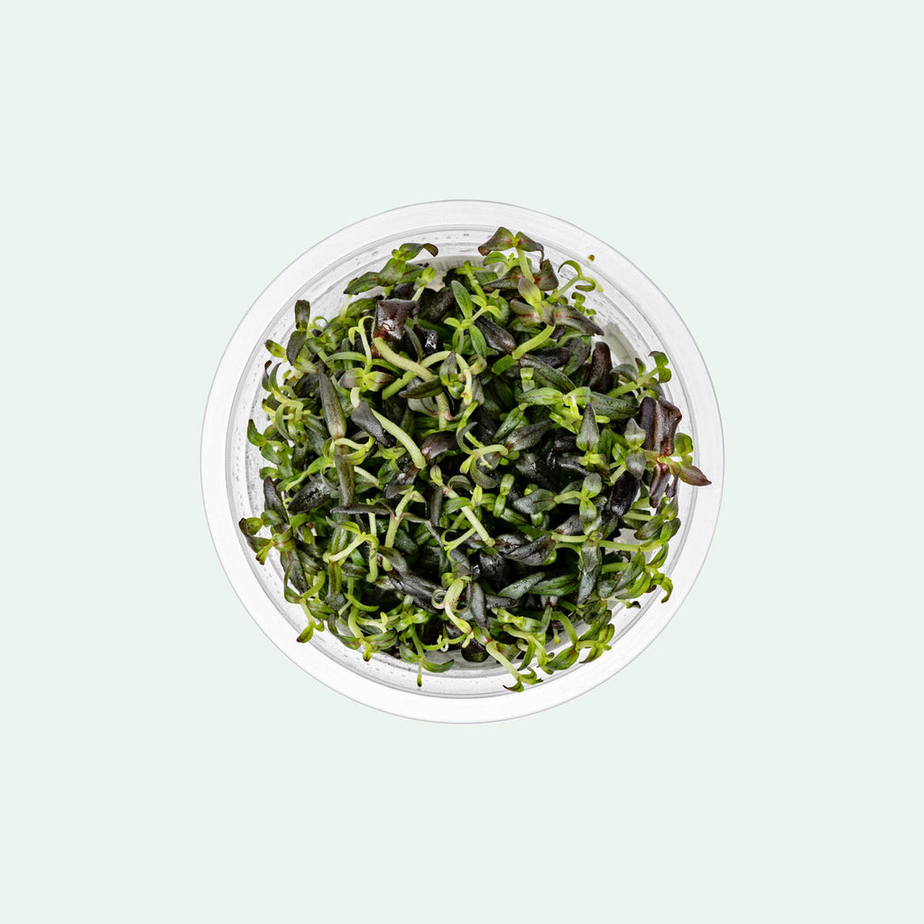 Bacopa Salzmannii Purple
