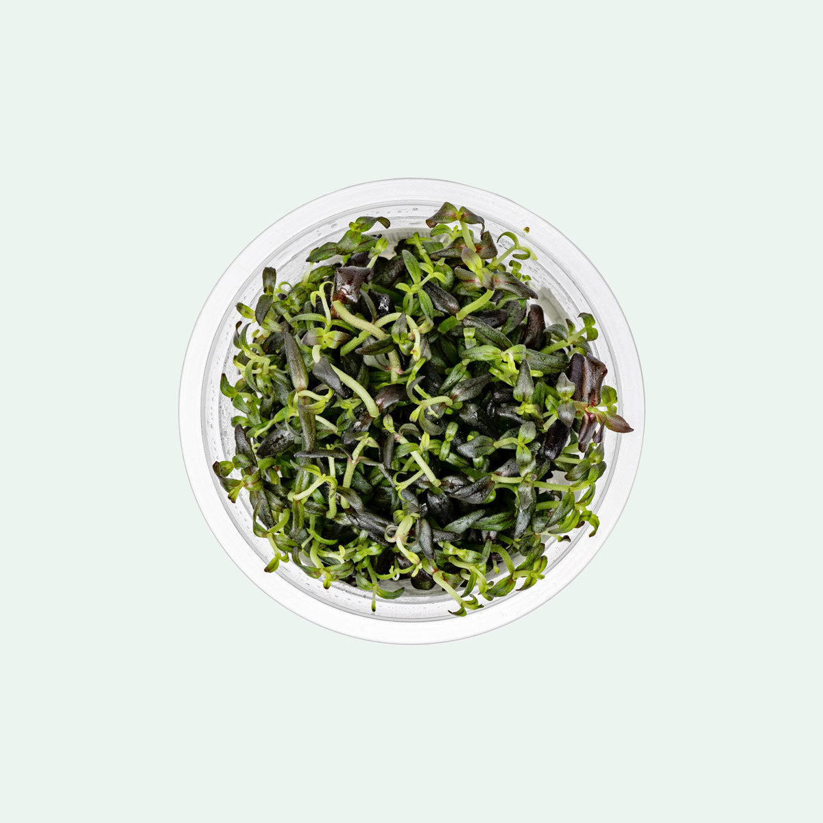 Bacopa Salzmannii Purple