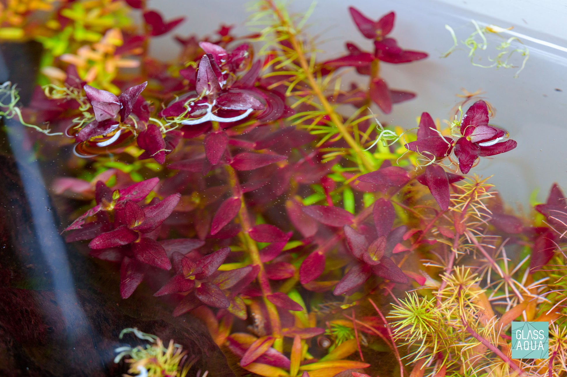 Bacopa Salzmannii Live Aquarium Plants | Glass Aqua