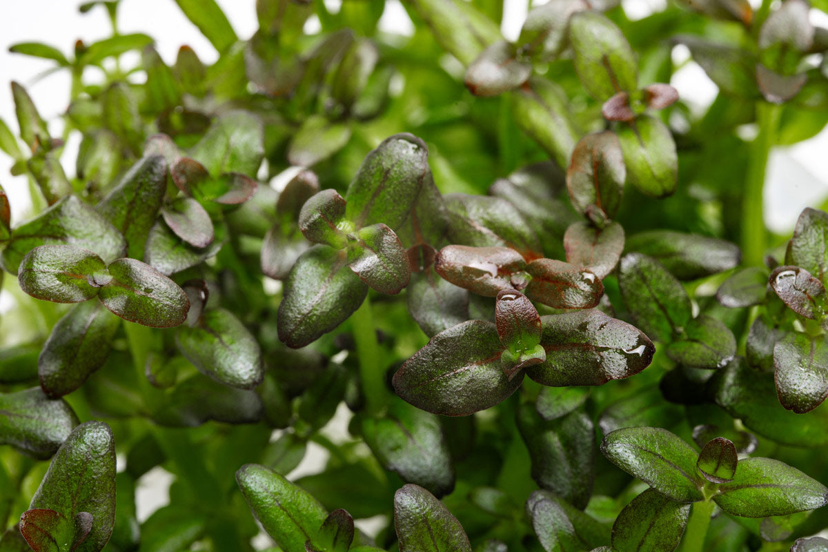 Bacopa Salzmannii Purple Tissue Culture - Aquarium Plants | Glass Aqua
