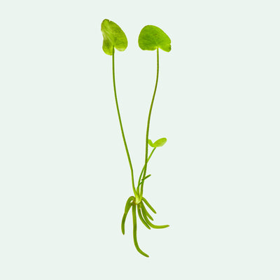 Shop Banana Plant Aquatic Plants - Glass Aqua